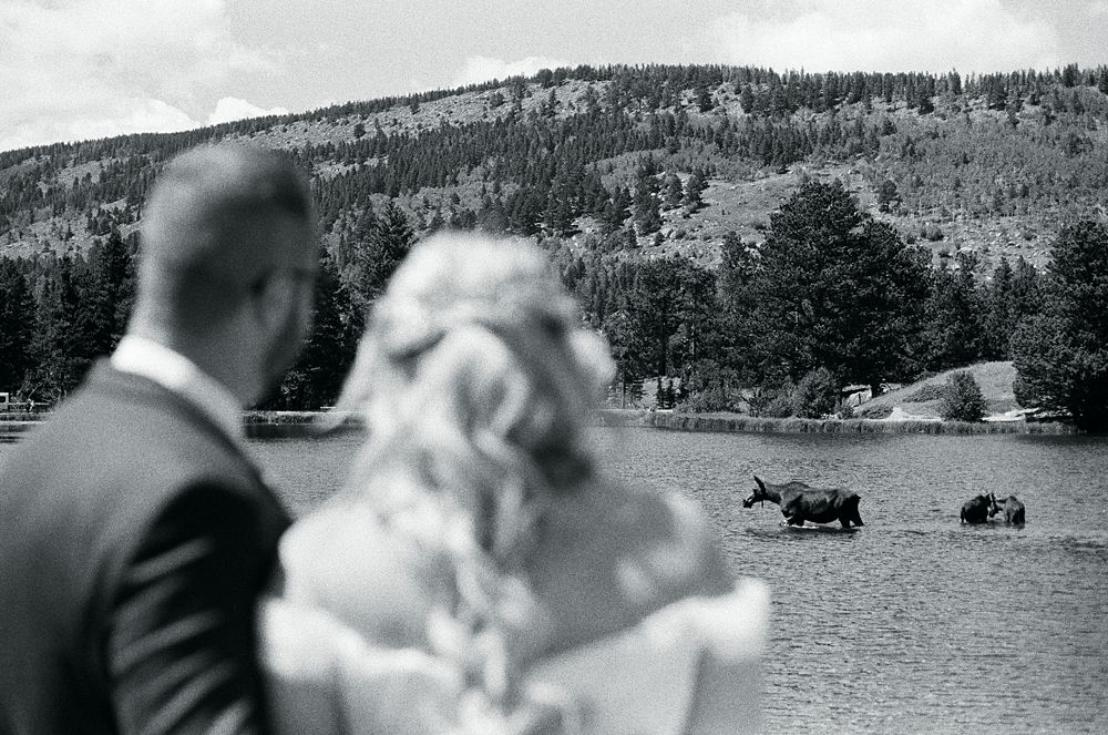 black and white 35mm film photo of wedding couple looking out into Sprague Lake where a moose is in during Rocky Mountain National Park elopement